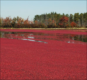 Ernte der Cranberries